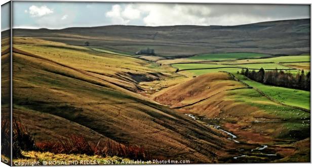 "The beauty of the moors" Canvas Print by ROS RIDLEY