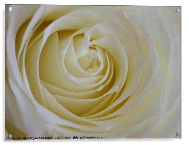 A single white rose  Acrylic by Margaret Stanton