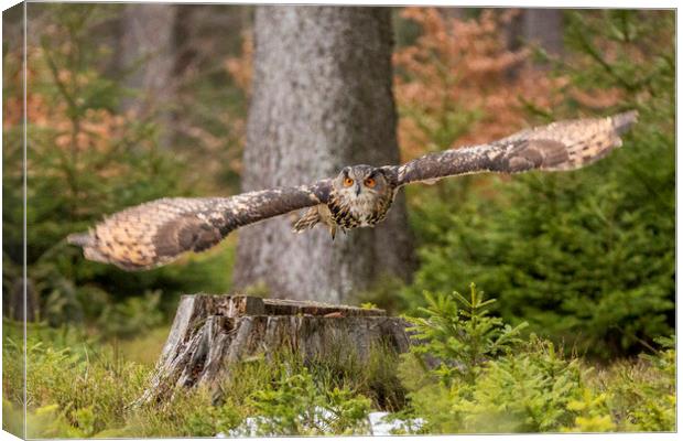 Owl in flight. Canvas Print by David Hare