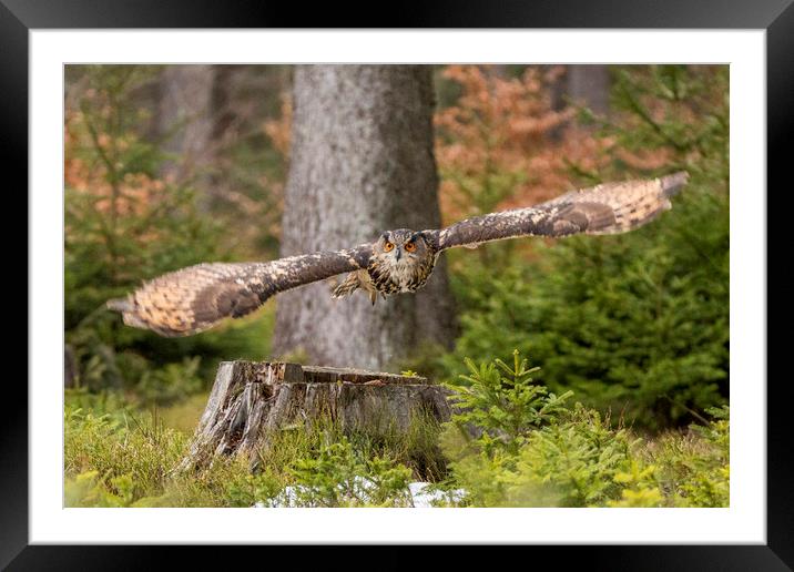 Owl in flight. Framed Mounted Print by David Hare