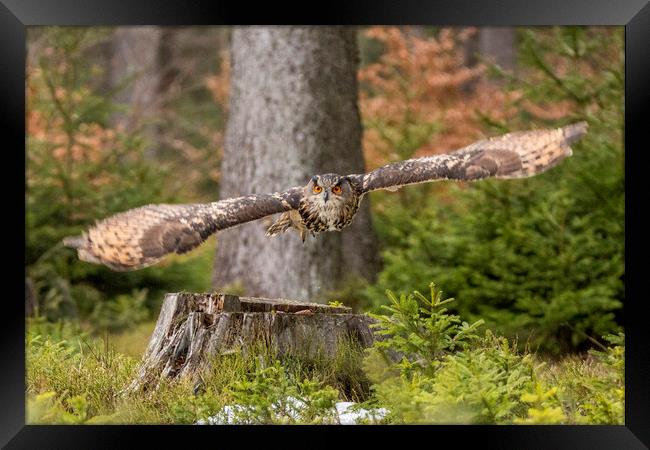 Owl in flight. Framed Print by David Hare