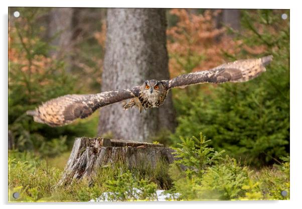 Owl in flight. Acrylic by David Hare
