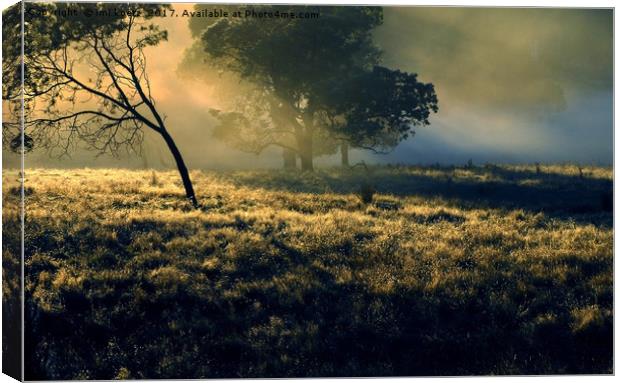 Sunrise at Mount Field National Park Canvas Print by imi koetz