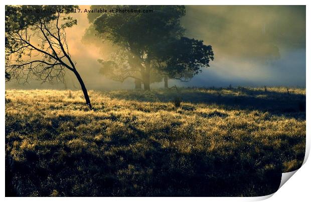 Sunrise at Mount Field National Park Print by imi koetz