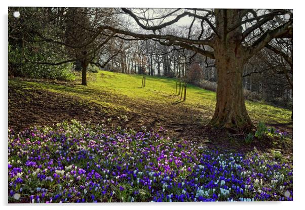 Springtime in Endcliffe Park                       Acrylic by Darren Galpin