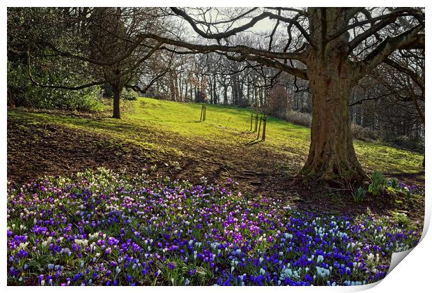 Springtime in Endcliffe Park                       Print by Darren Galpin