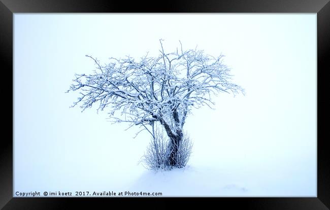 The snowy Tree Framed Print by imi koetz