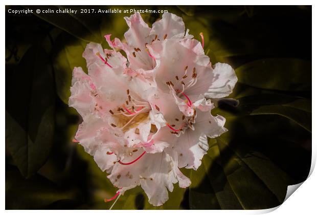 Stourhead Rhododendron Print by colin chalkley