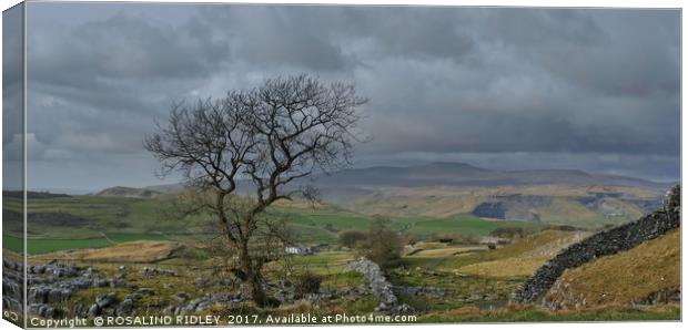 "Storm clouds gather over the Yorkshire Dales" Canvas Print by ROS RIDLEY