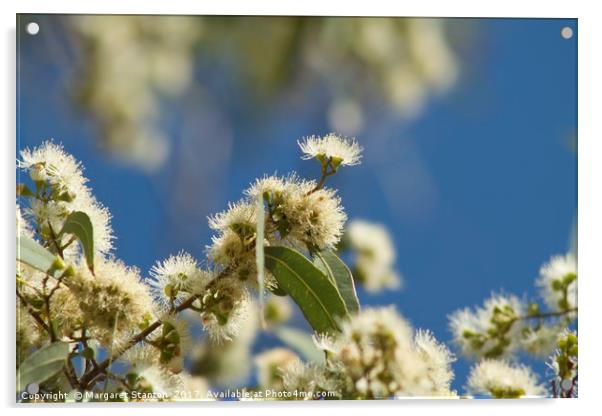 Gum nut blossoms  Acrylic by Margaret Stanton