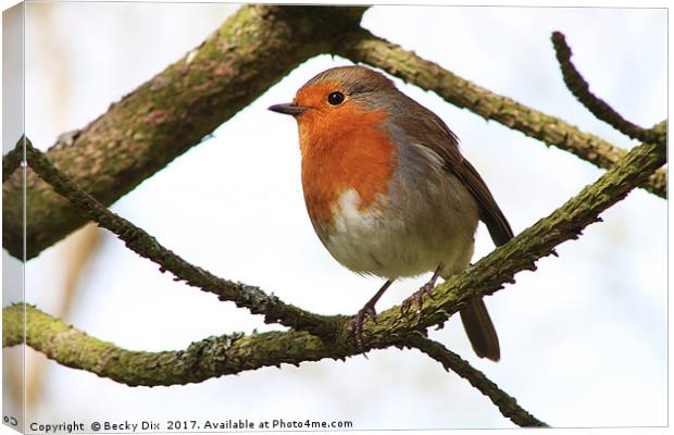 Little Robin Redbreast. Canvas Print by Becky Dix
