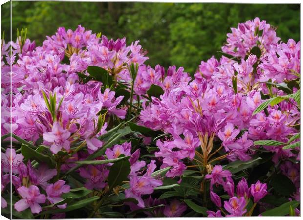 Rhododendrons  Canvas Print by Victor Burnside