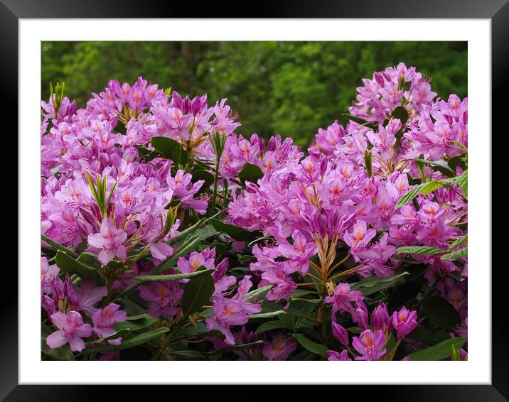 Rhododendrons  Framed Mounted Print by Victor Burnside