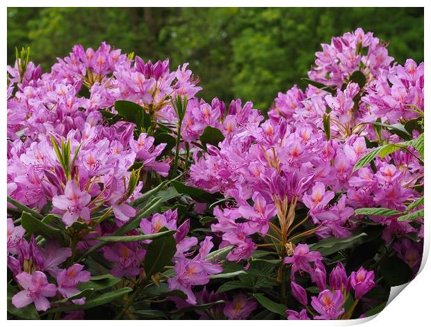 Rhododendrons  Print by Victor Burnside
