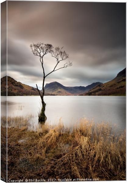 Buttermere Lone Tree Dawn Canvas Print by Phil Buckle