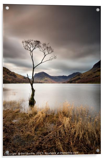 Buttermere Lone Tree Dawn Acrylic by Phil Buckle