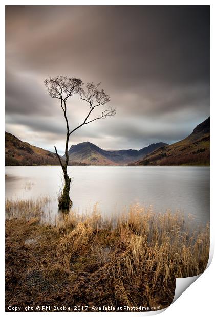 Buttermere Lone Tree Dawn Print by Phil Buckle
