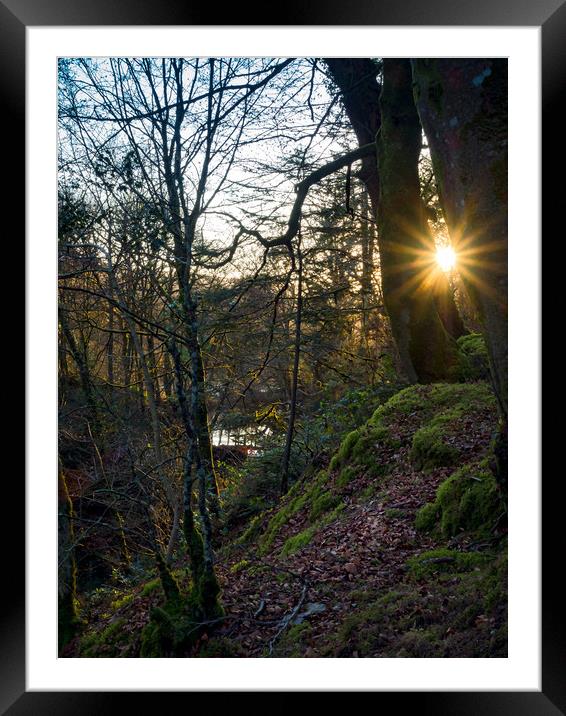 Fynnone Woods, Pembrokeshire, Wales, UK Framed Mounted Print by Mark Llewellyn