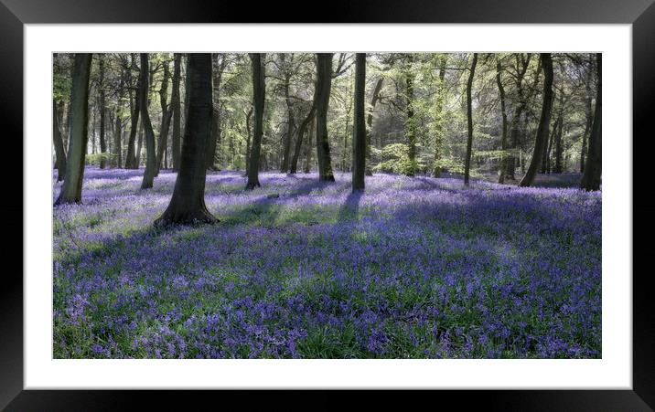 Bluebell Woods Framed Mounted Print by Ceri Jones