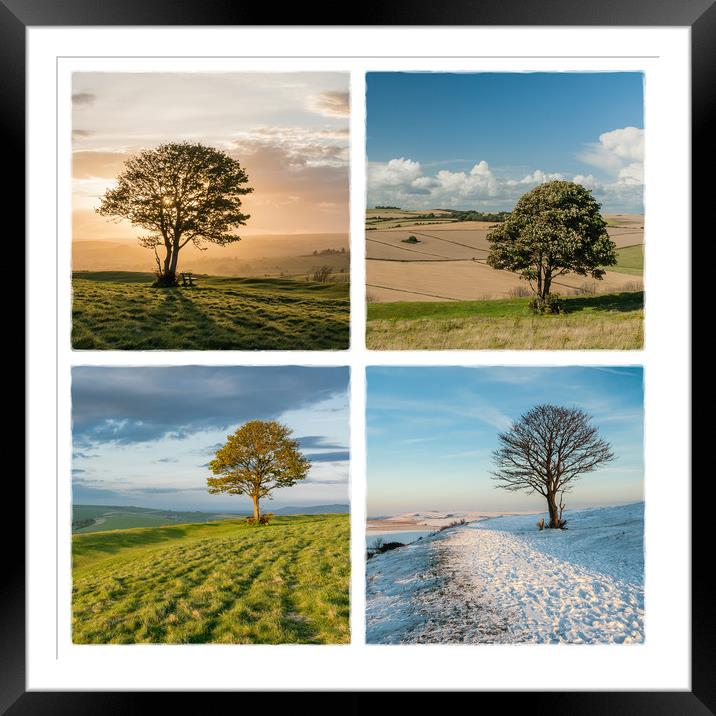 The Nowhere Tree - Four Seasons Framed Mounted Print by Malcolm McHugh