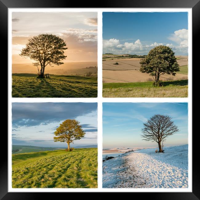 The Nowhere Tree - Four Seasons Framed Print by Malcolm McHugh