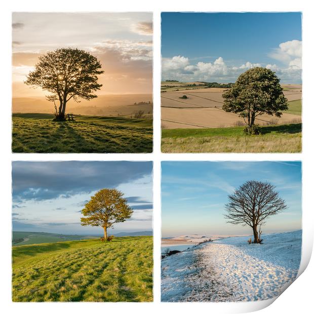 The Nowhere Tree - Four Seasons Print by Malcolm McHugh