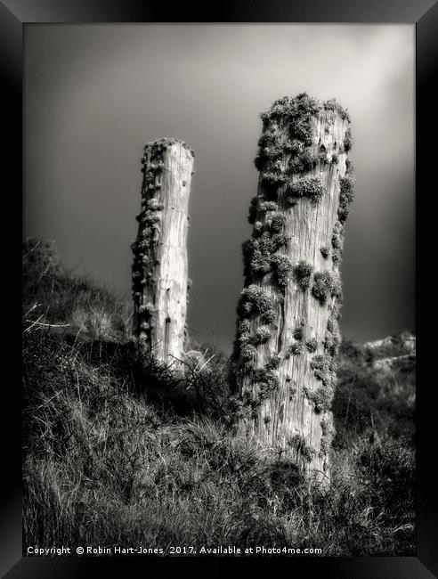 Lichen Stumps Framed Print by Robin Hart-Jones