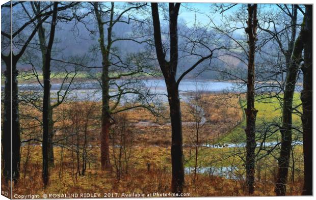 "In the pouring rain , through the trees across th Canvas Print by ROS RIDLEY