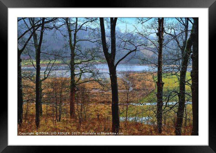 "In the pouring rain , through the trees across th Framed Mounted Print by ROS RIDLEY