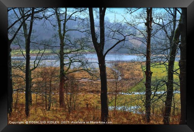 "In the pouring rain , through the trees across th Framed Print by ROS RIDLEY