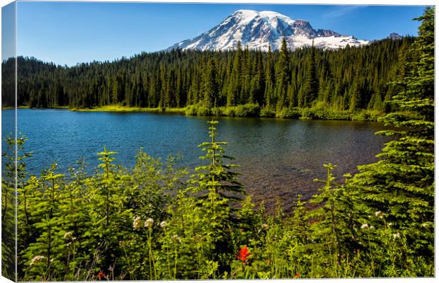 Wildflower Color by Reflection Lake and Mt Rainier Canvas Print by Belinda Greb