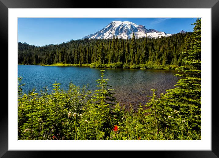 Wildflower Color by Reflection Lake and Mt Rainier Framed Mounted Print by Belinda Greb