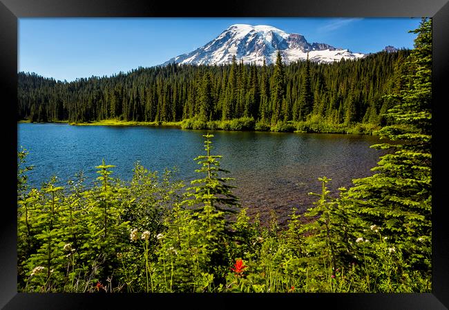 Wildflower Color by Reflection Lake and Mt Rainier Framed Print by Belinda Greb
