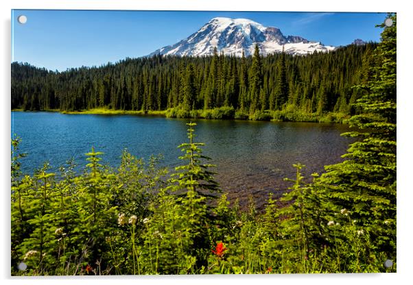 Wildflower Color by Reflection Lake and Mt Rainier Acrylic by Belinda Greb