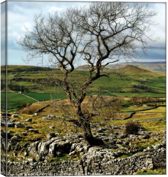 "Tree on the moor" Canvas Print by ROS RIDLEY