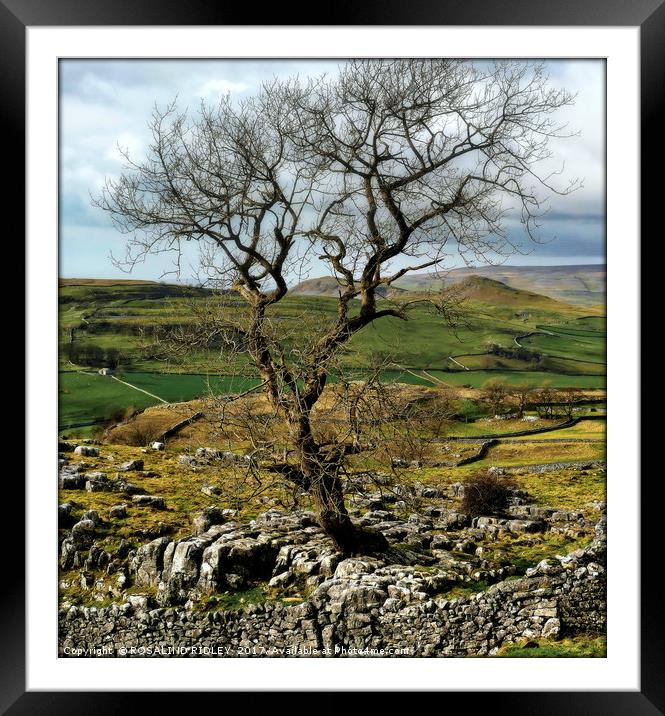 "Tree on the moor" Framed Mounted Print by ROS RIDLEY