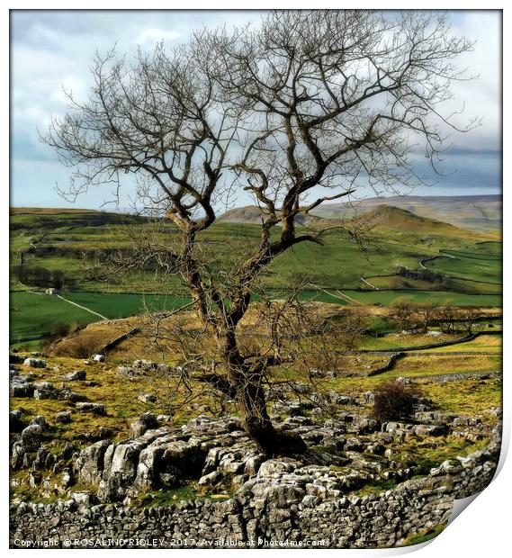 "Tree on the moor" Print by ROS RIDLEY