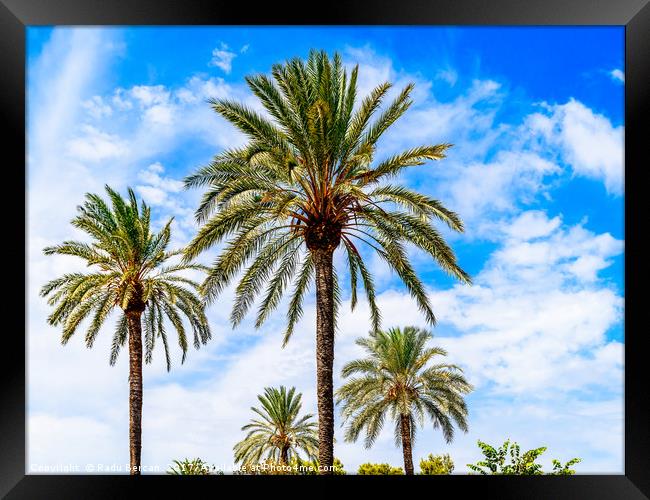 Green Island Palm Trees On Blue Sky Framed Print by Radu Bercan