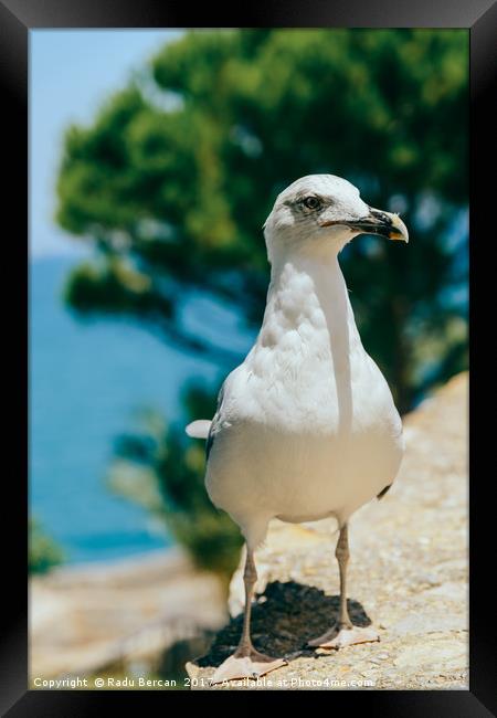 Funny White Seagull Bird Portrait Framed Print by Radu Bercan