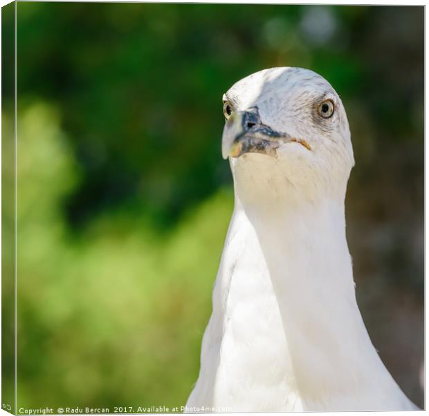 Funny White Seagull Bird Portrait Canvas Print by Radu Bercan