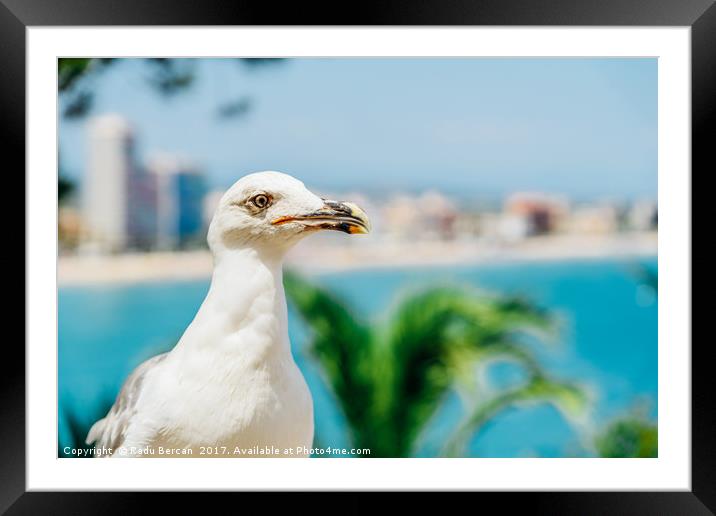 White Seagull Bird Portrait With Tropical City Sky Framed Mounted Print by Radu Bercan