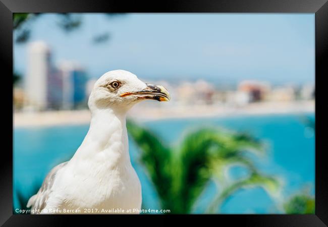 White Seagull Bird Portrait With Tropical City Sky Framed Print by Radu Bercan