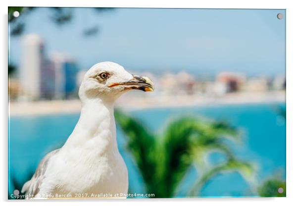 White Seagull Bird Portrait With Tropical City Sky Acrylic by Radu Bercan