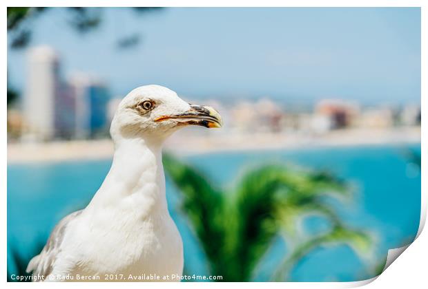 White Seagull Bird Portrait With Tropical City Sky Print by Radu Bercan