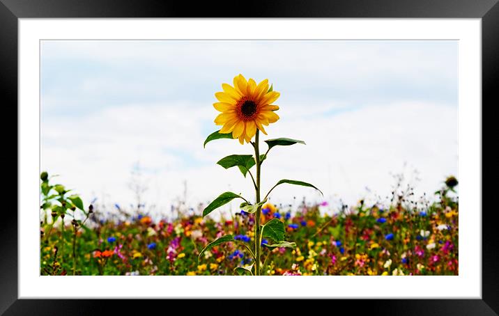 Sunflower Standing Proud Framed Mounted Print by Bel Menpes