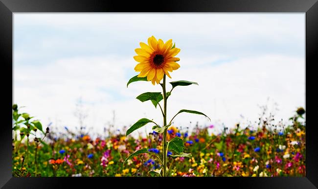 Sunflower Standing Proud Framed Print by Bel Menpes