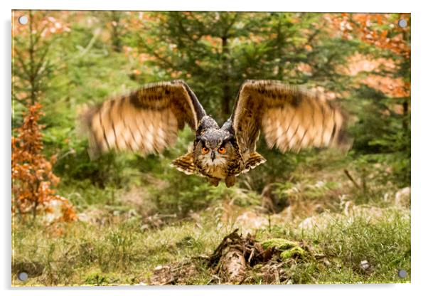 Woodland flight Acrylic by David Hare