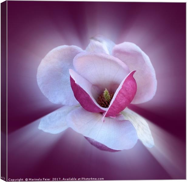 pink magnolia shades Canvas Print by Marinela Feier