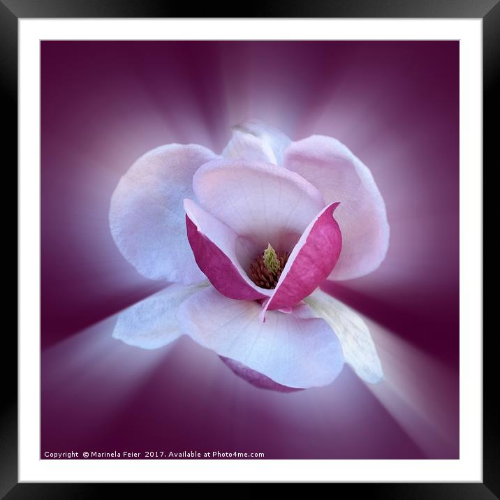pink magnolia shades Framed Mounted Print by Marinela Feier