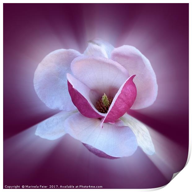 pink magnolia shades Print by Marinela Feier